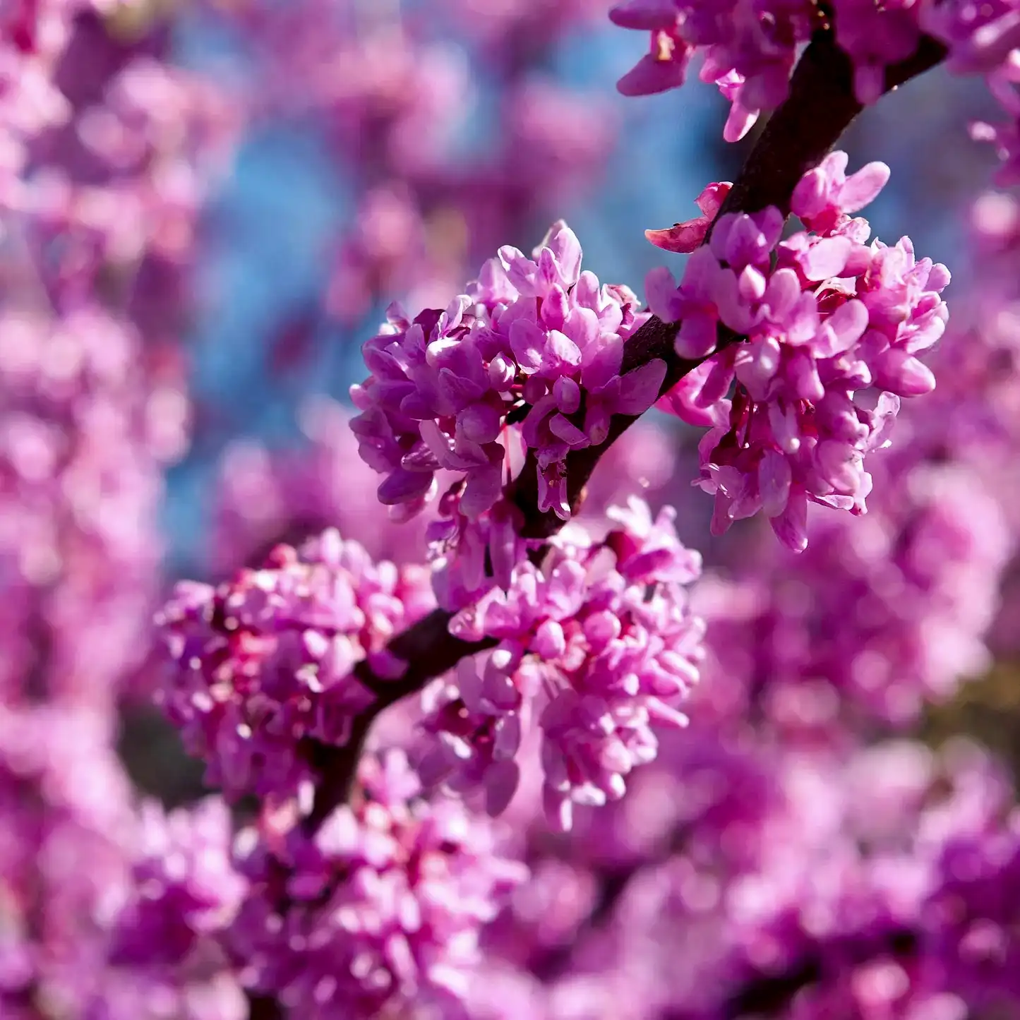 Eastern Redbud
