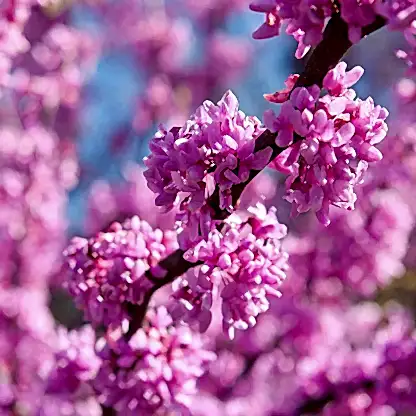 Eastern Redbud