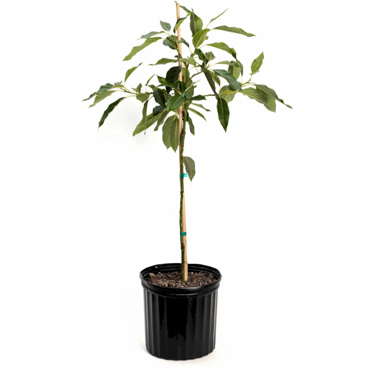 Cold Hardy Avocado Tree