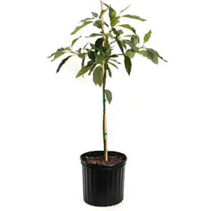 Cold Hardy Avocado Tree