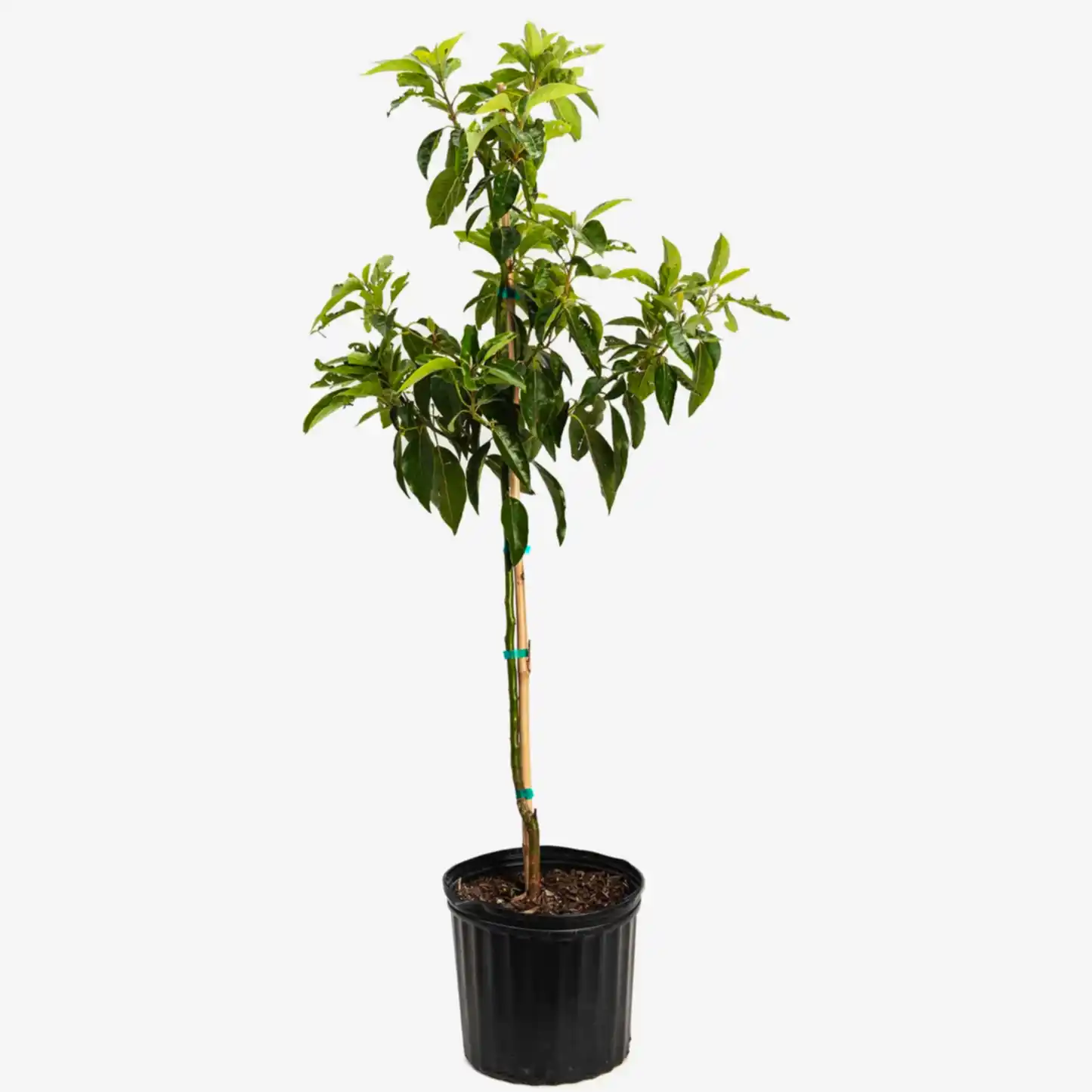 Pancho Cold Hardy Avocado