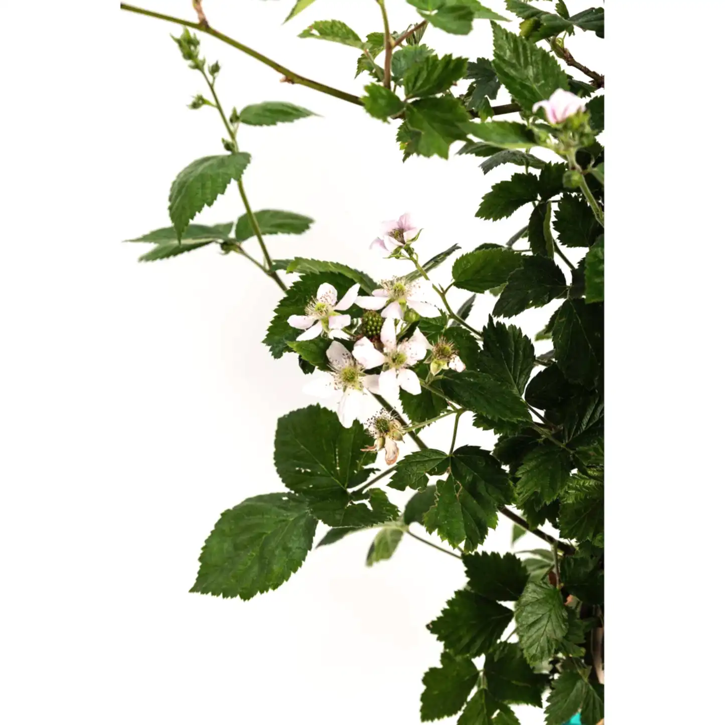 Thornless Blackberry Bush