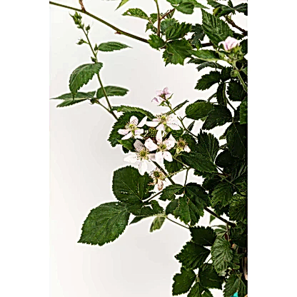 Thornless Blackberry Bush