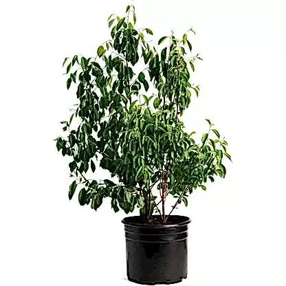 Romeo Cherry Tree