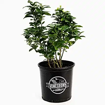 Key Lime Bush
