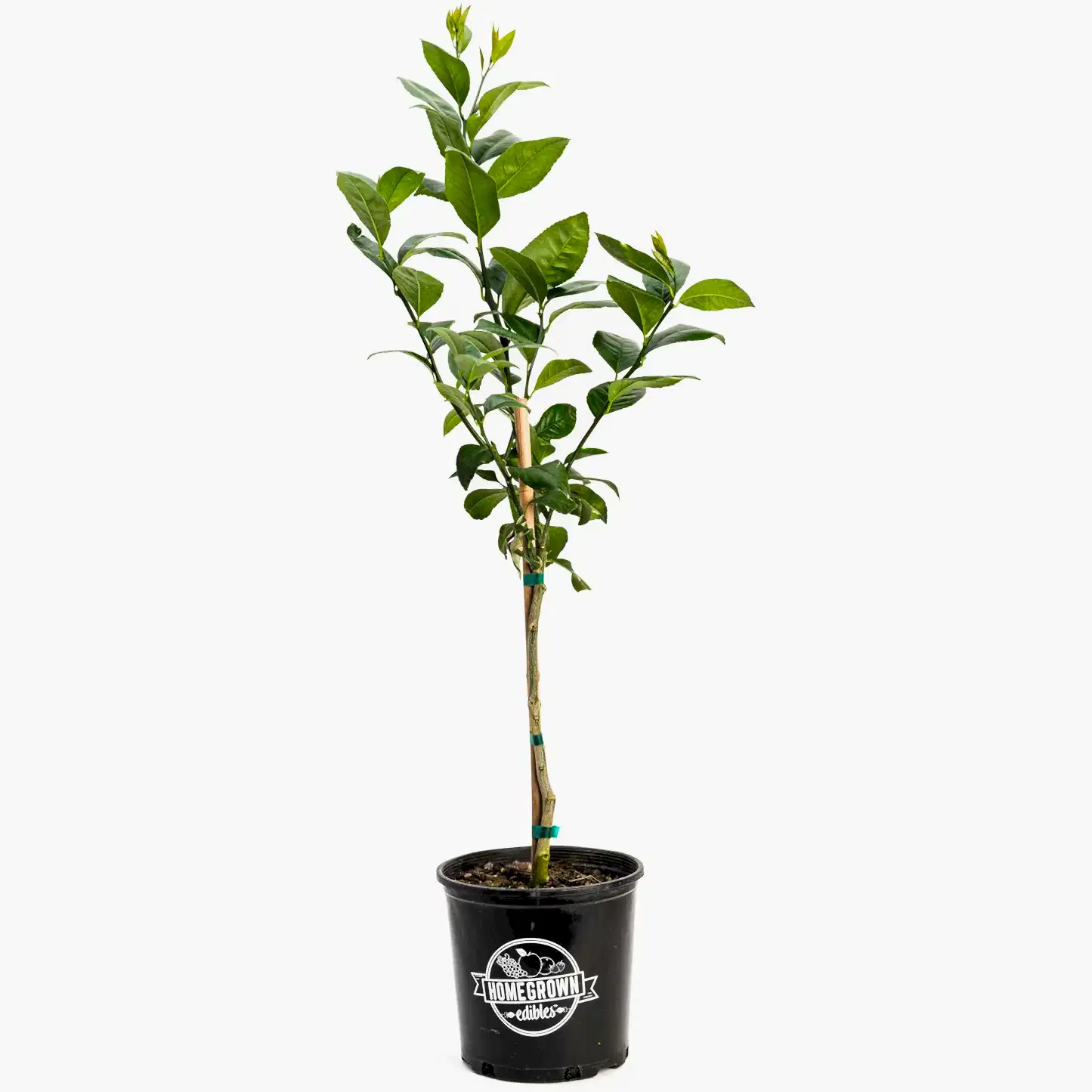 Improved Meyer Lemon Tree