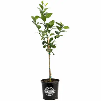 Improved Meyer Lemon Tree