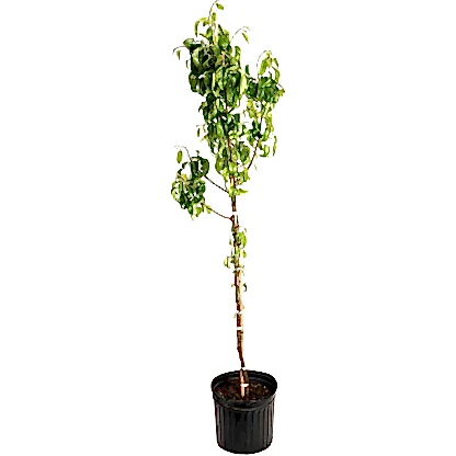 D'Anjou Pear Tree
