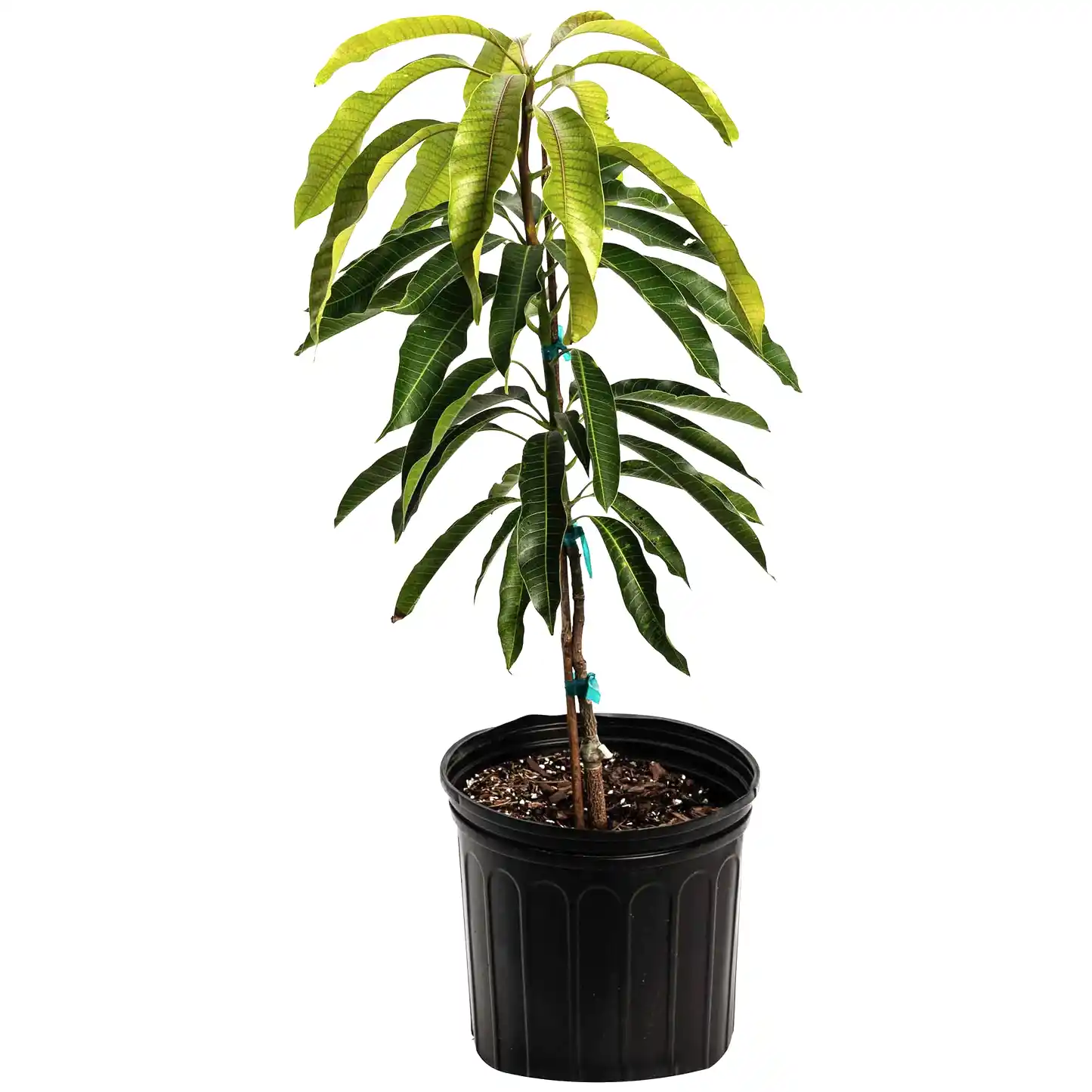 Glenn Mango Tree