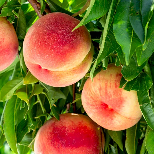 Elberta Peach Tree