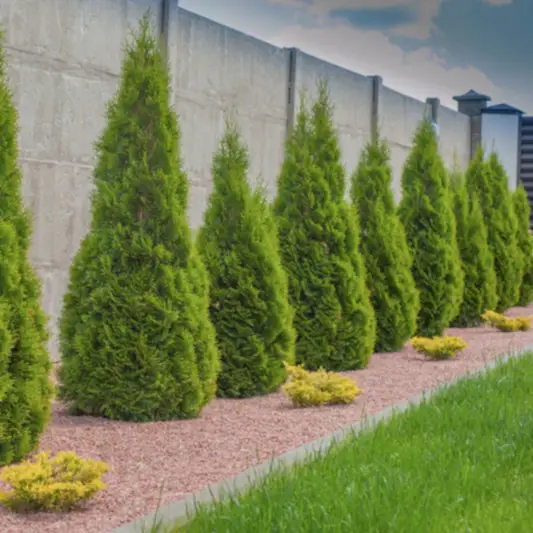 Emerald Green Arborvitae