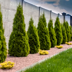 Emerald Green Arborvitae
