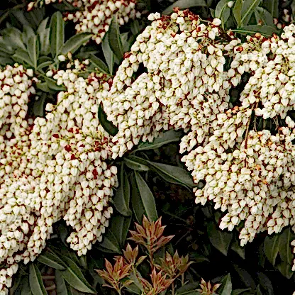 Enchanted Forest® River Run™ Pieris