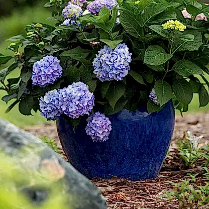 Endless Summer® Hydrangea
