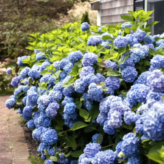 Endless Summer® Hydrangea