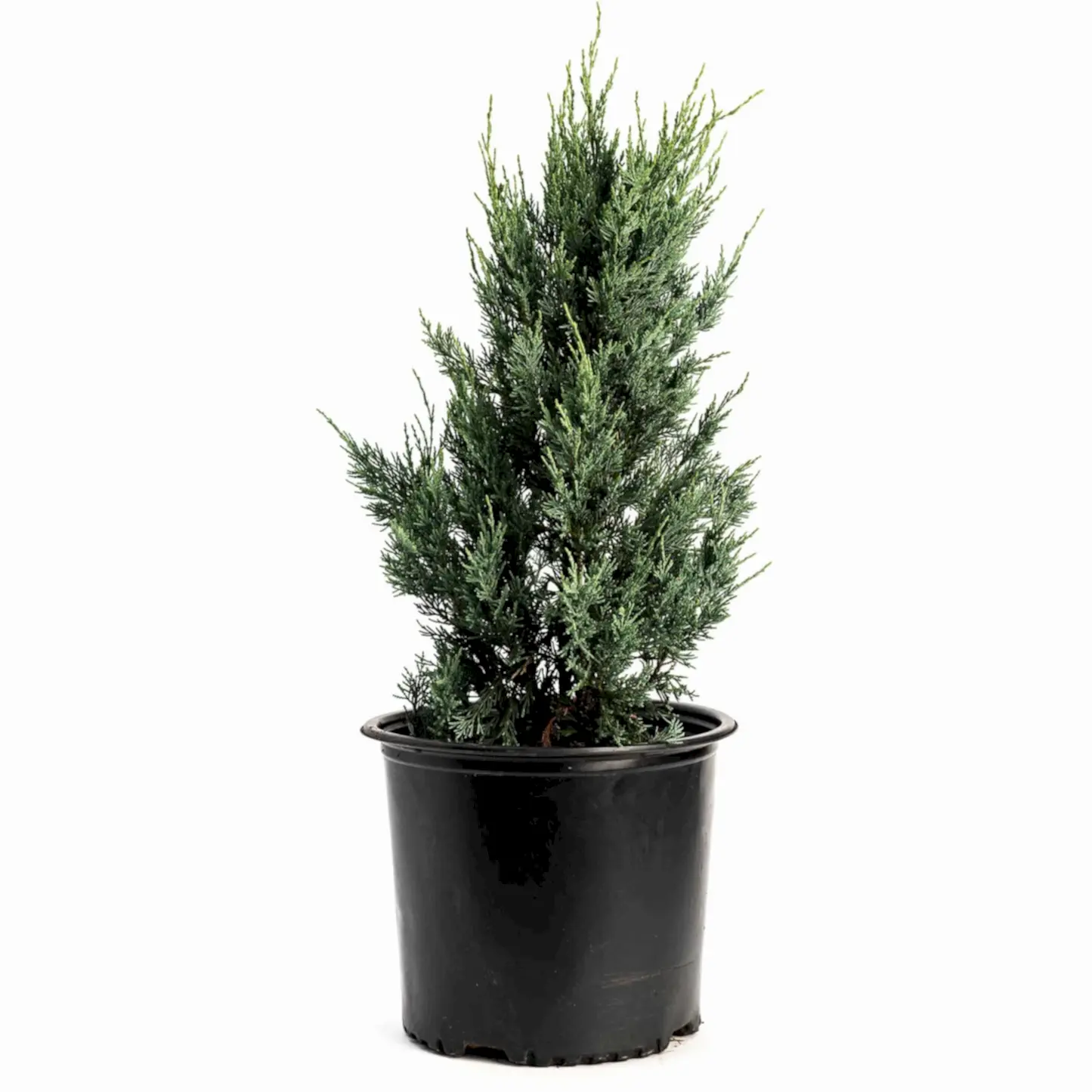 Moonglow Juniper Tree