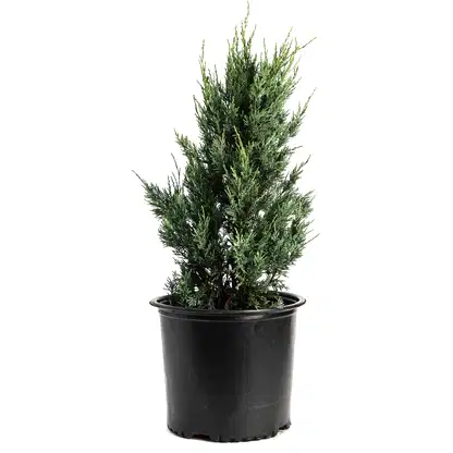 Moonglow Juniper Tree
