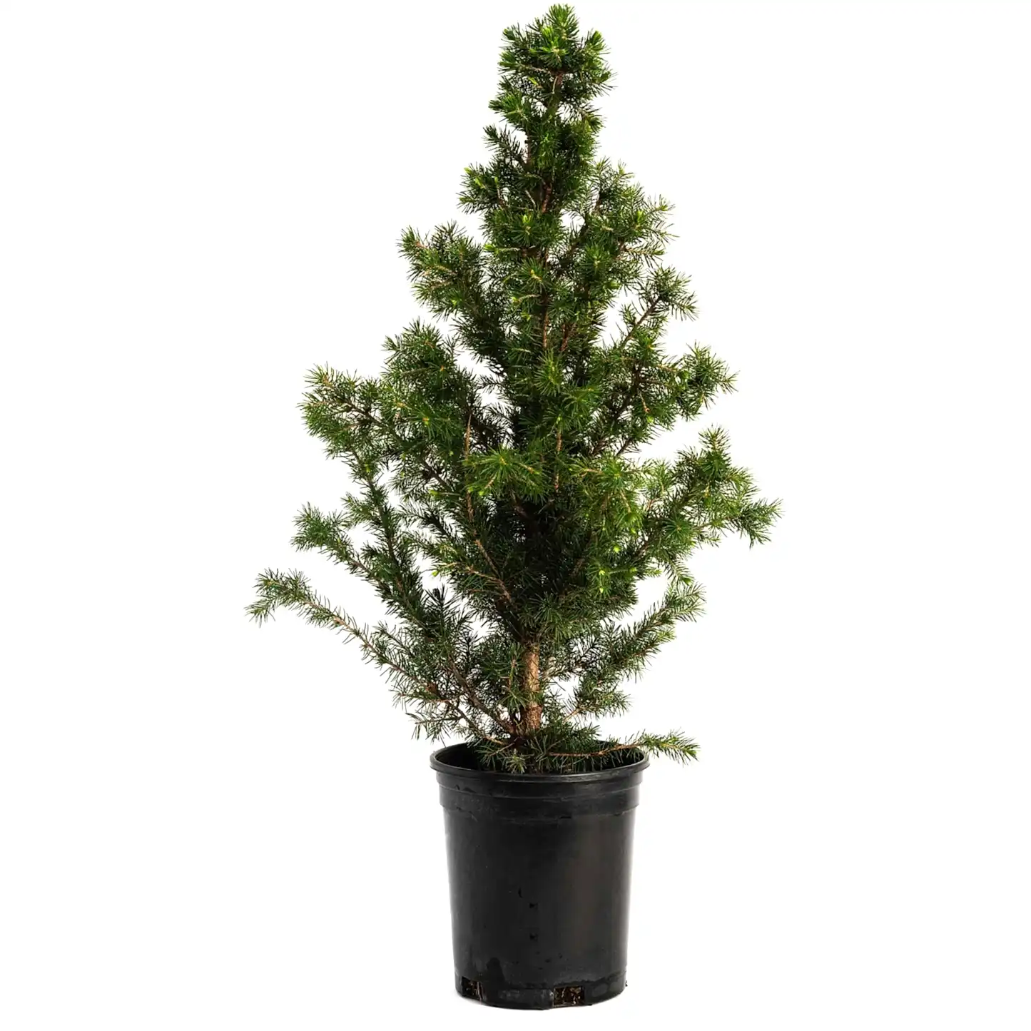 Dwarf Alberta Spruce