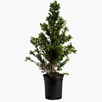 Dwarf Alberta Spruce
