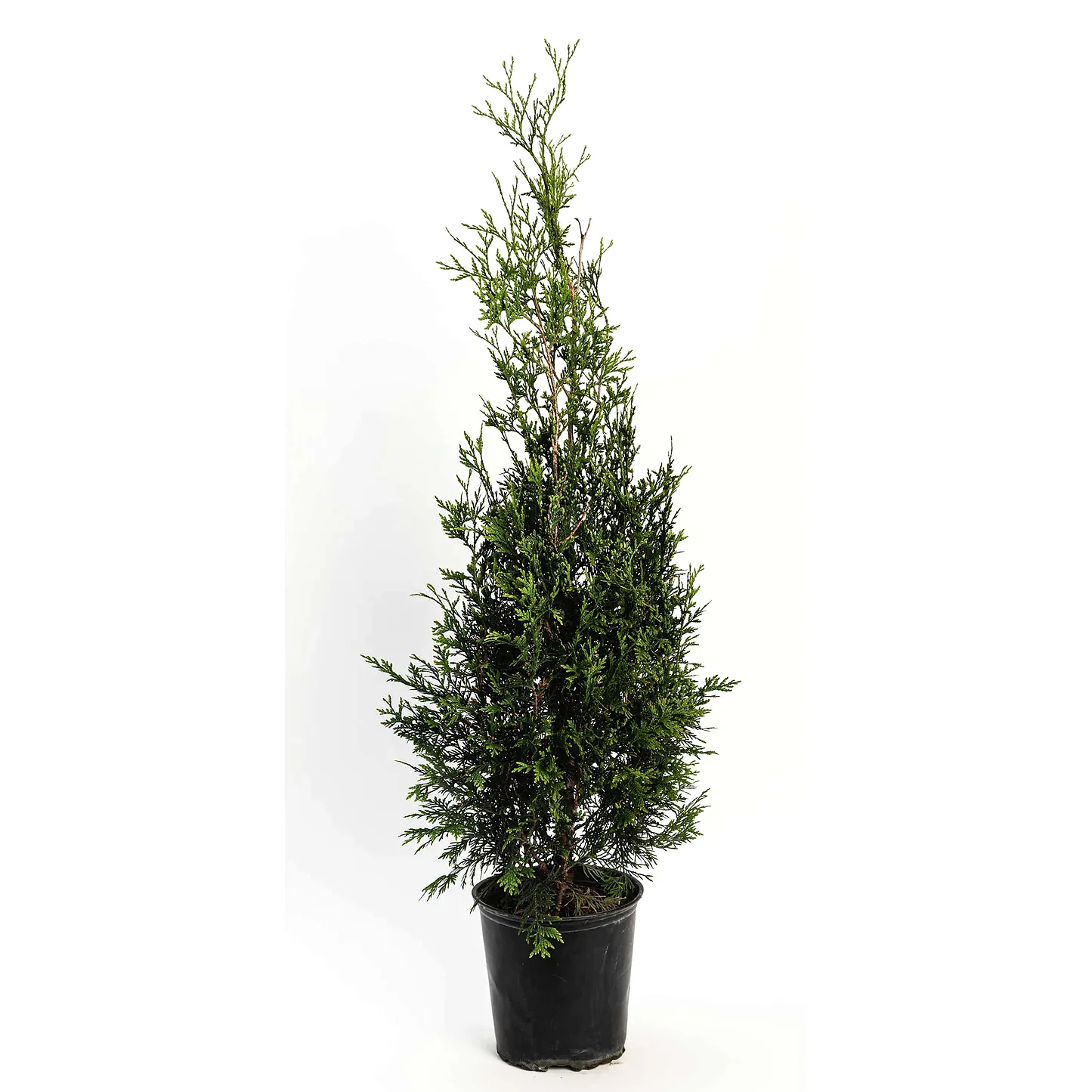 American Pillar Thuja