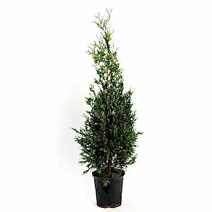 American Pillar Thuja