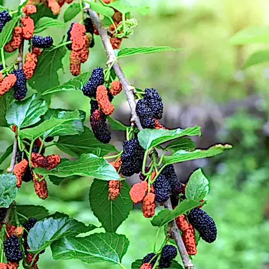 Everbearing Mulberry Tree