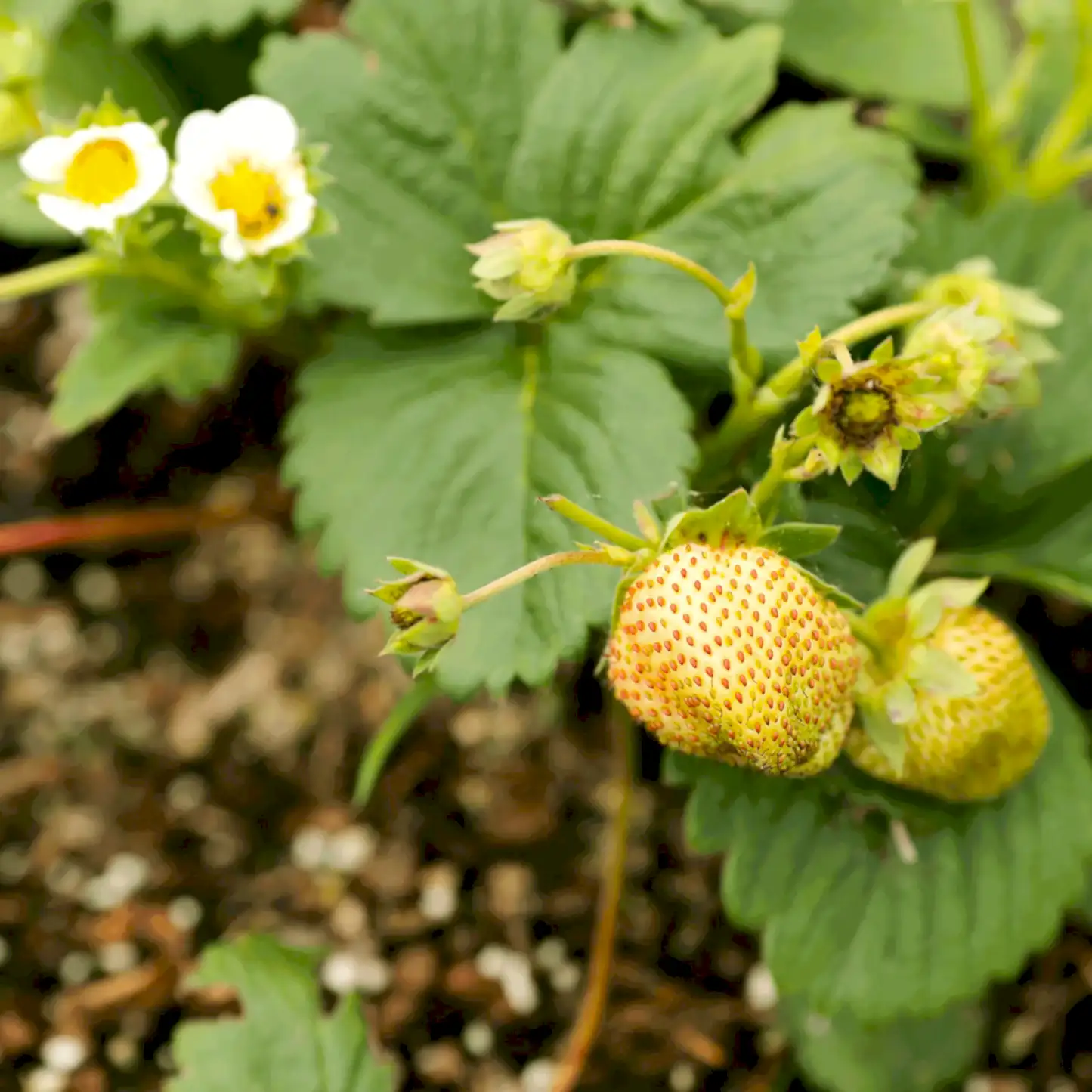 Everbearing Strawberry