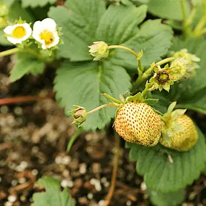 Everbearing Strawberry