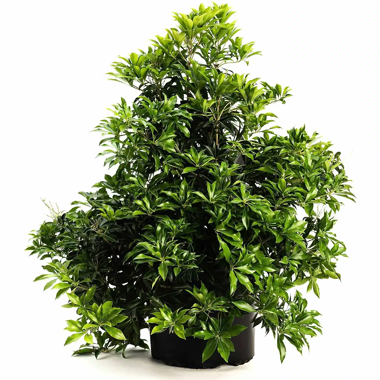 Enchanted Forest® River Run™ Pieris