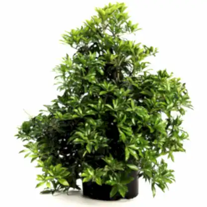 Enchanted Forest® River Run™ Pieris
