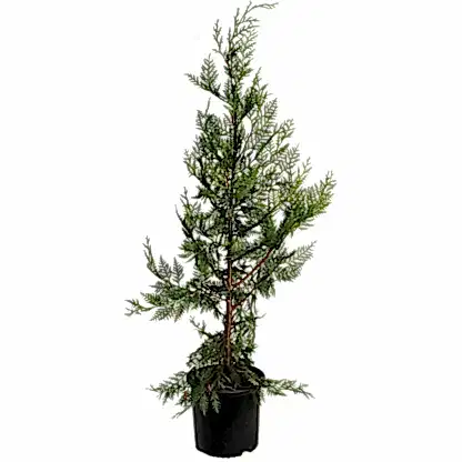 Leyland Cypress Tree