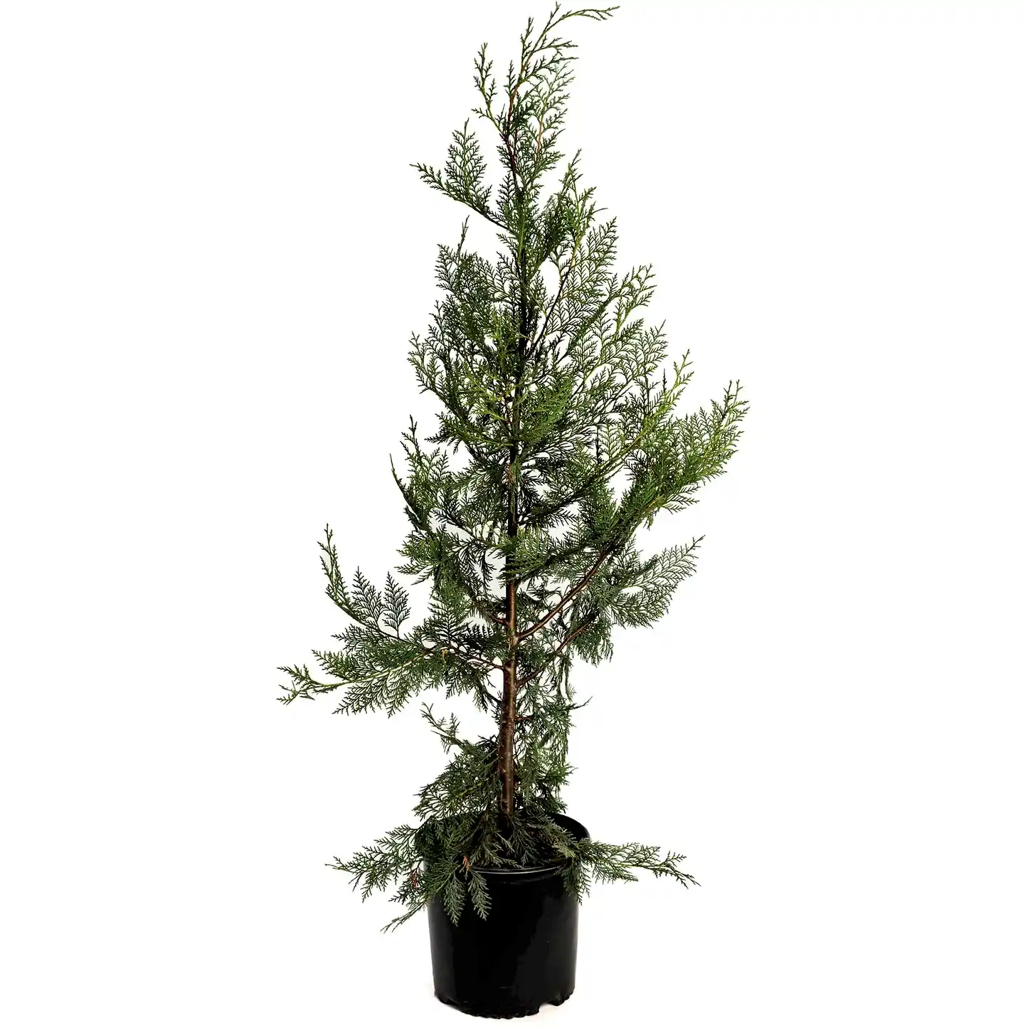 Leyland Cypress Tree