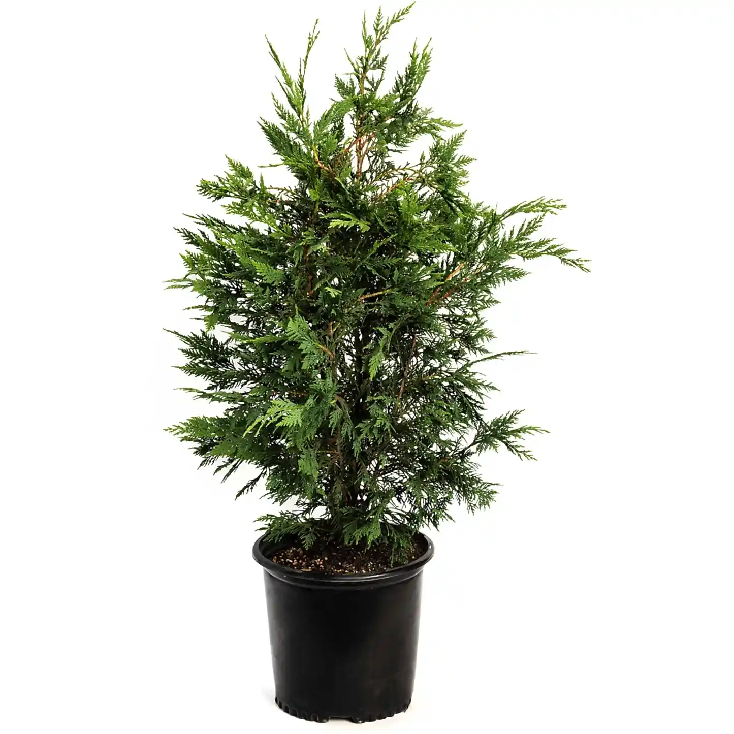 Leyland Cypress Tree