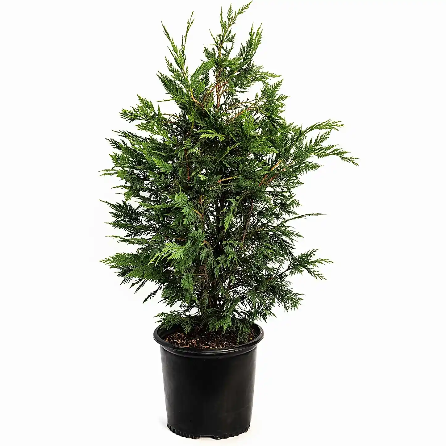 Leyland Cypress Tree