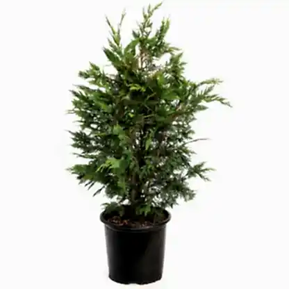 Leyland Cypress Tree