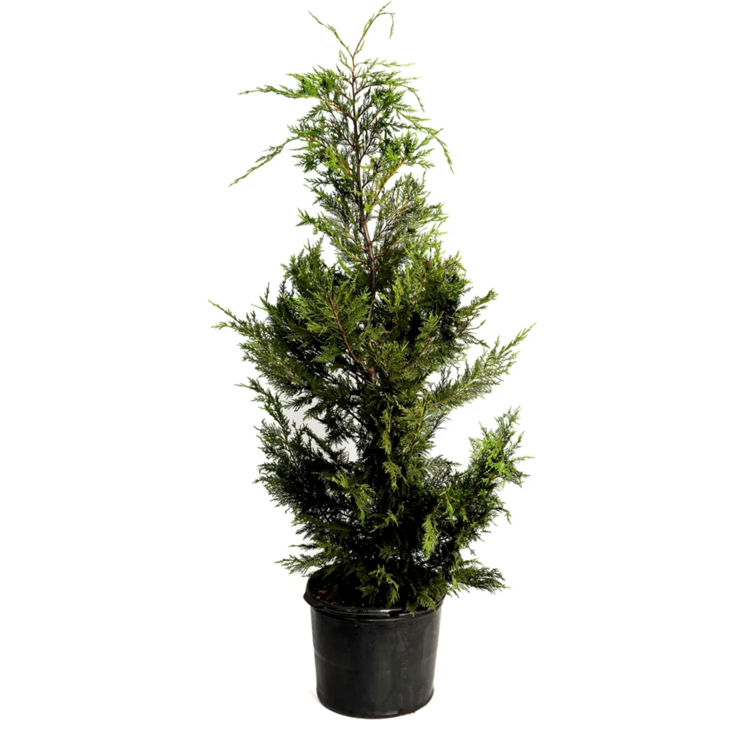 Leyland Cypress Tree