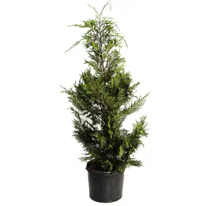 Leyland Cypress Tree