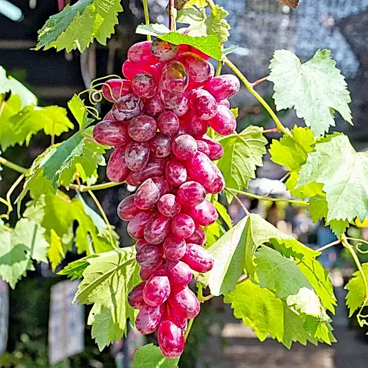 Flame Red Seedless Grape