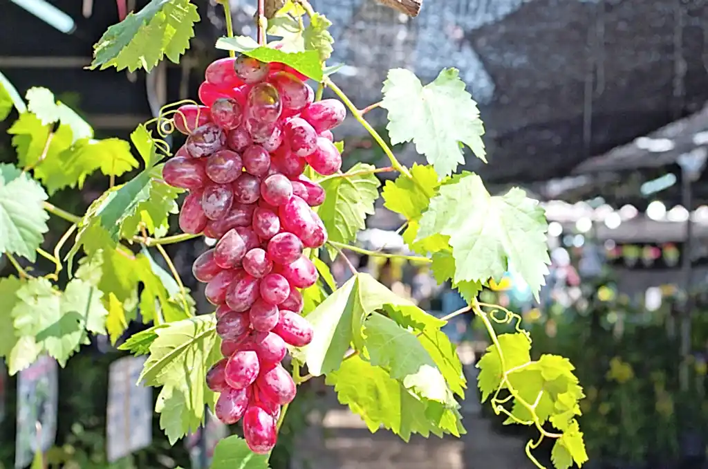 Grape