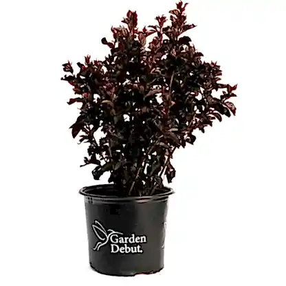 Thunderstruck™ Rumblin' Red™ Crapemyrtle