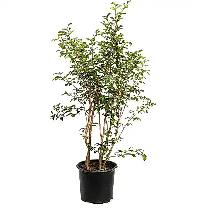 Tuscarora Crapemyrtle