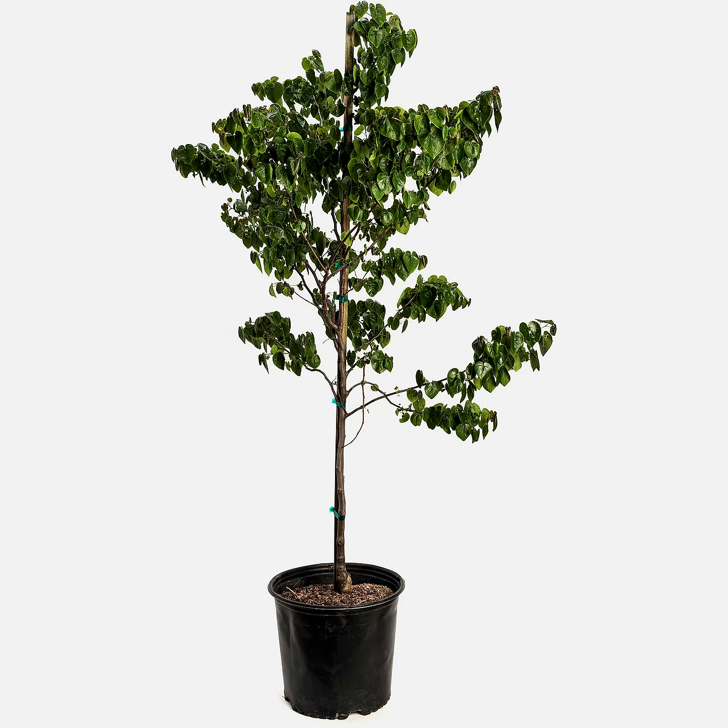 Garden Gems® Emerald Redbud
