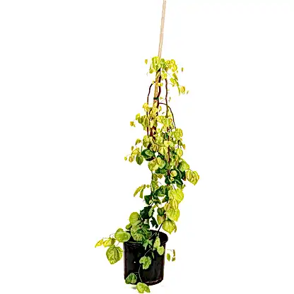 Golden Falls® Redbud Tree