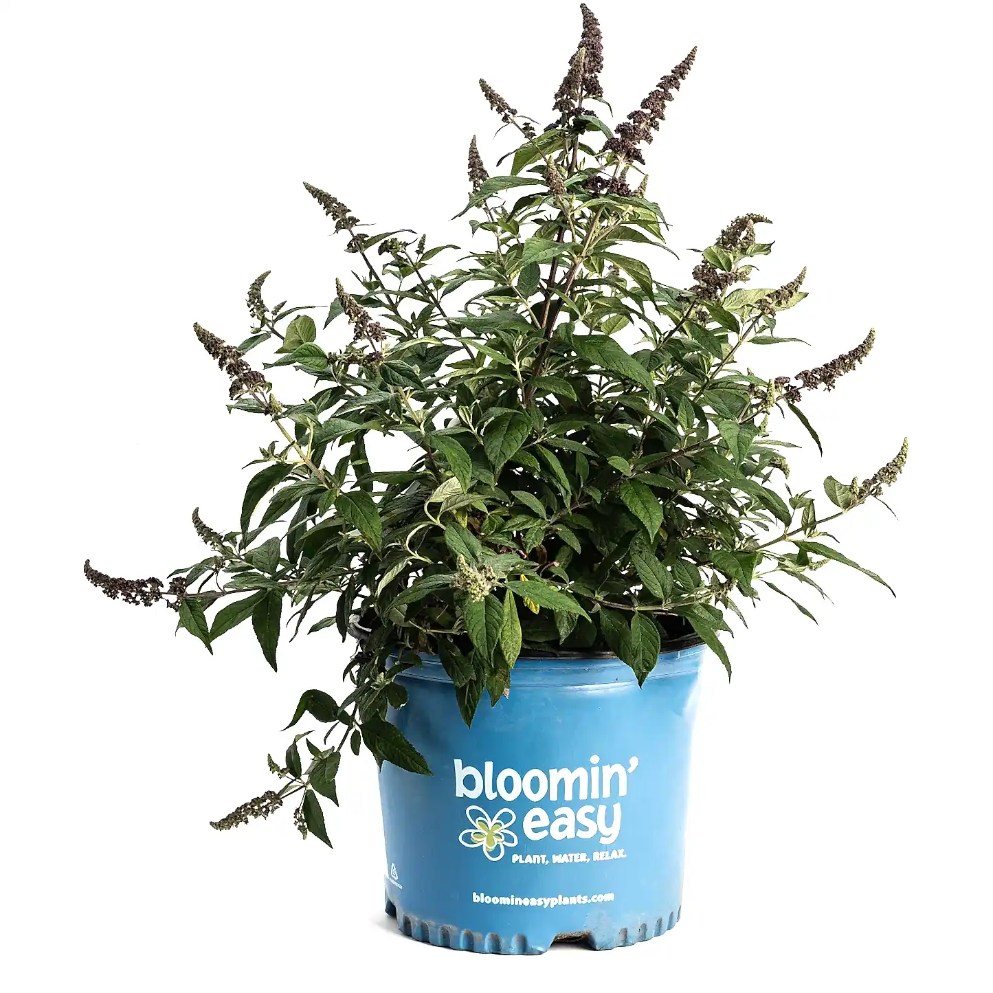 Blueberry Pie™ Butterfly Bush