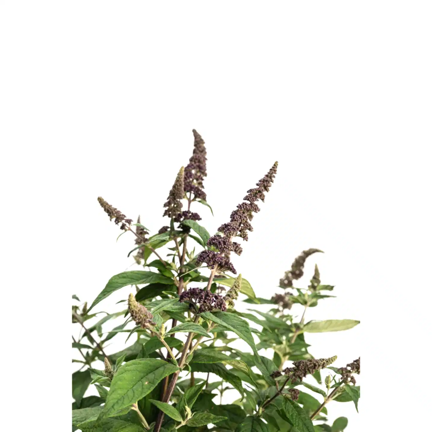 Blueberry Pie™ Butterfly Bush