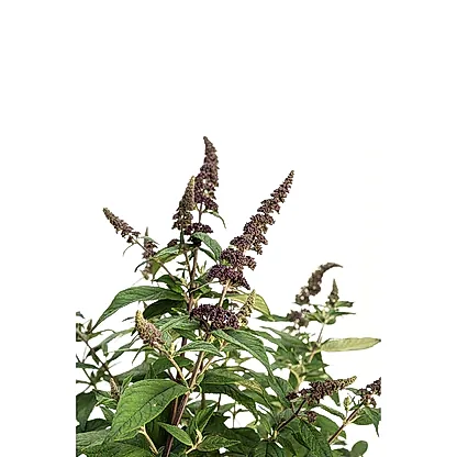 Blueberry Pie™ Butterfly Bush