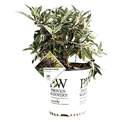 Pugster Blue® Butterfly Bush