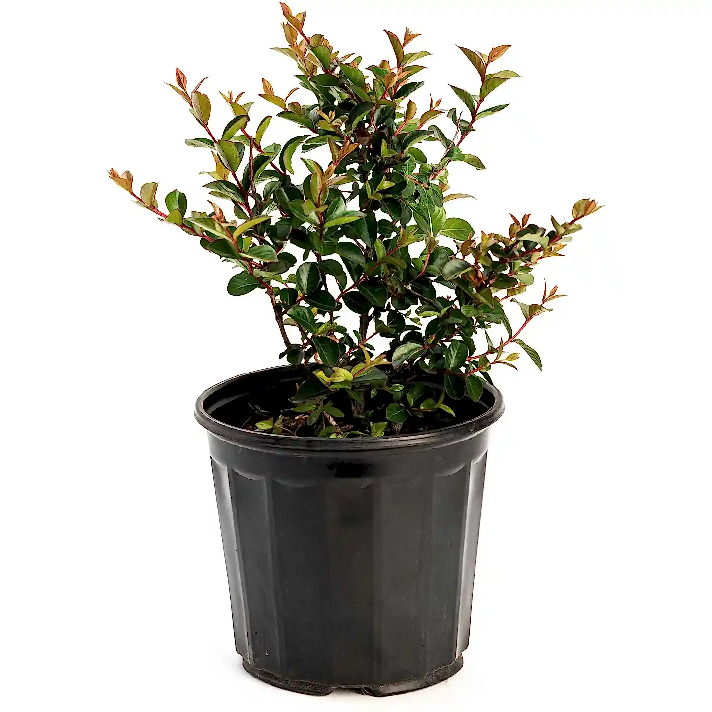 Bellini® Grape Crape Myrtle