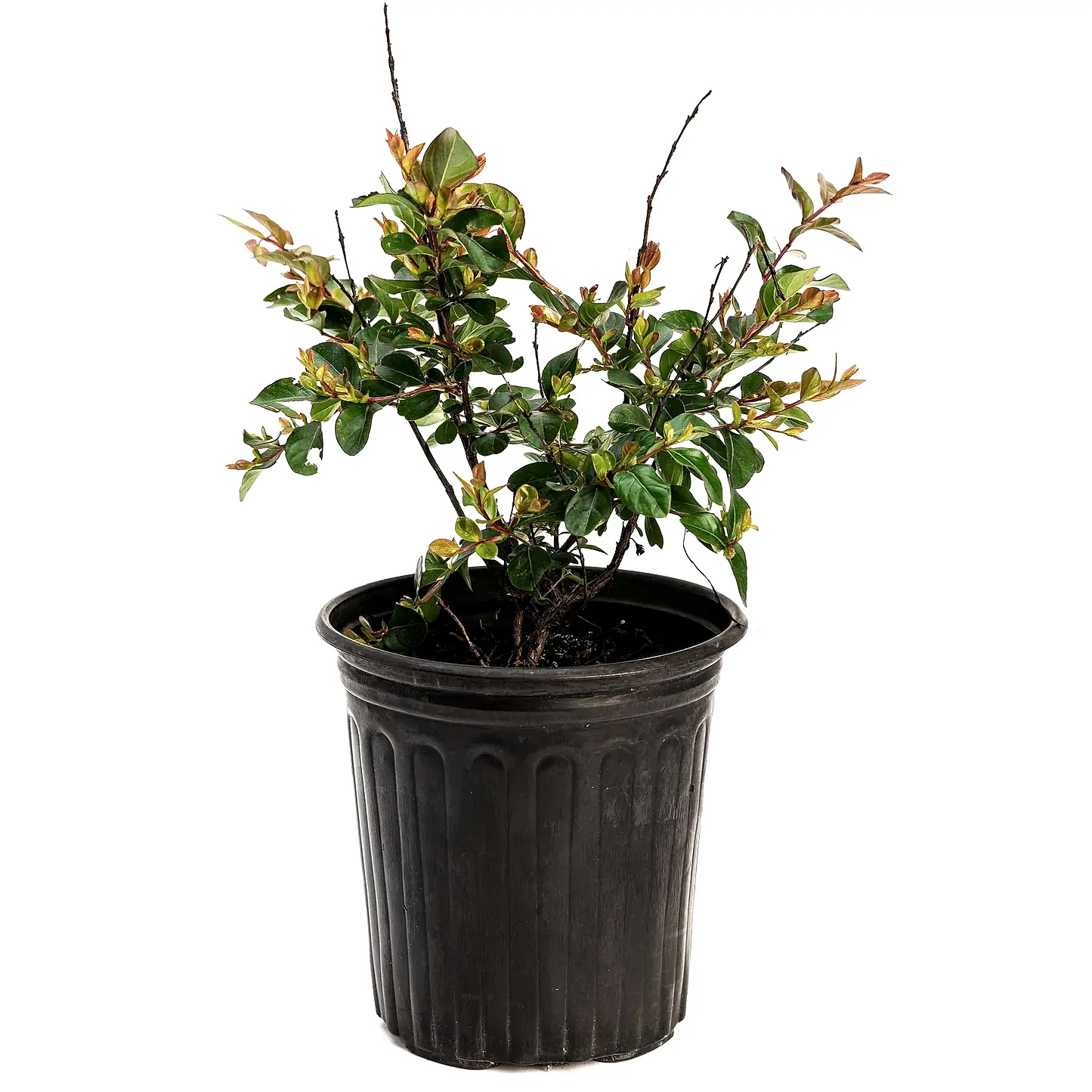 Bellini® Raspberry Crape Myrtle