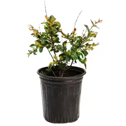 Bellini® Raspberry Crape Myrtle